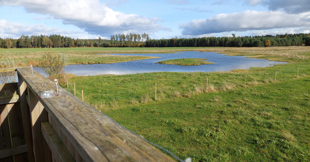 Oxhagens våtmark sedd från fågeltornet