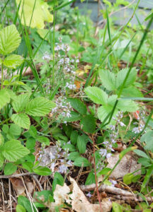 Många små blå blommor på en stjälk
