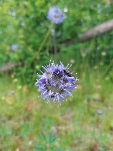 Blå rund blomma